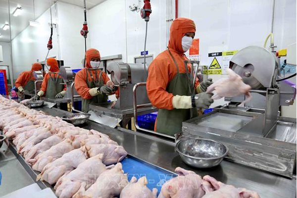 Thịt gà chế biến được xuất khẩu vào thị trường Nga