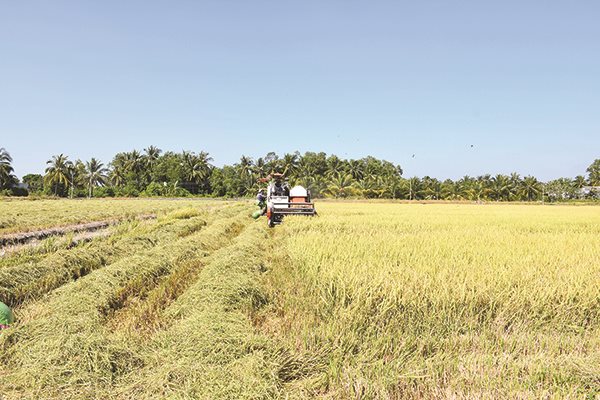 Xuất khẩu gạo, kịch bản mất mùa nhưng không được giá?