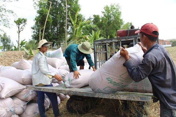 Hạn thiên nhiên, 'bão' thị trường đổ lên hạt lúa thời đại dịch