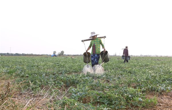 Nông dân ĐBSCL chủ động chuyển đổi cây trồng ứng phó với hạn mặn