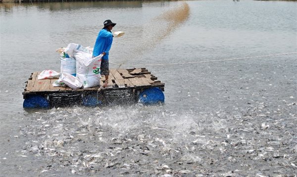 Thủy sản miền Tây ‘hồi sức’ trong nỗi khó khăn