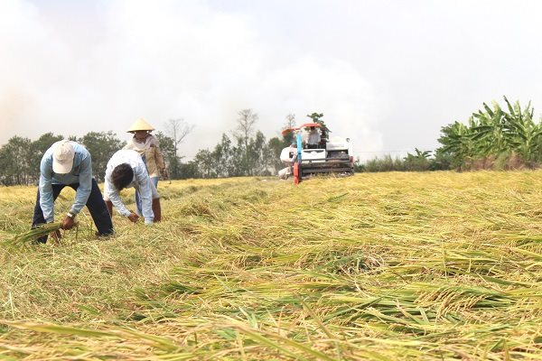 Nhiều khả năng Philippines nhập thêm 300.000 tấn gạo theo cơ chế G2G