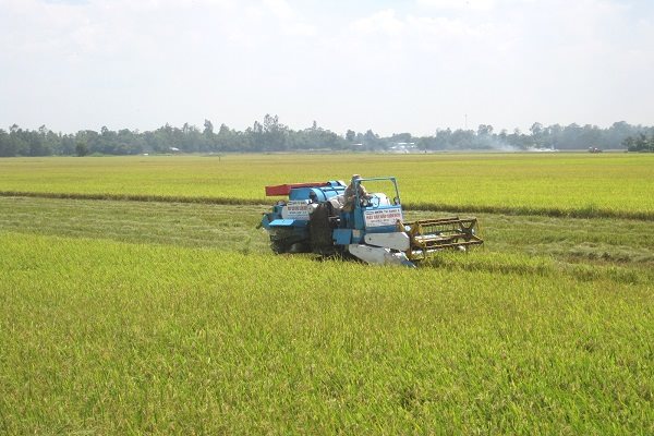 'Vua cánh đồng lớn' xoay trục sản xuất lúa theo đơn đặt hàng