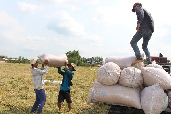 Gần hoàn tất hợp đồng 700.000 tấn gạo xuất sang Philippines