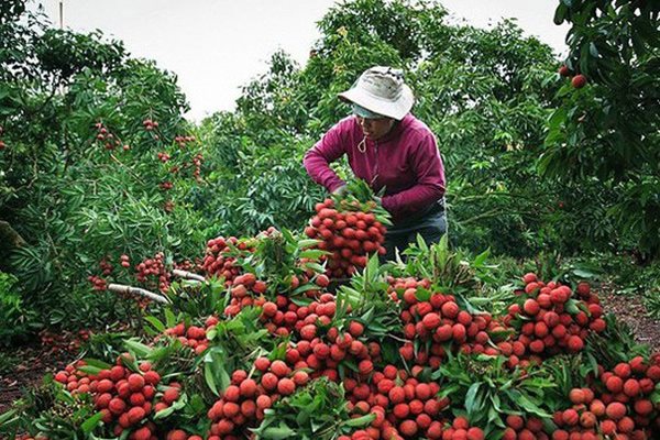 Thúc đẩy tiêu thụ nông sản Việt tại thị trường Trung Quốc