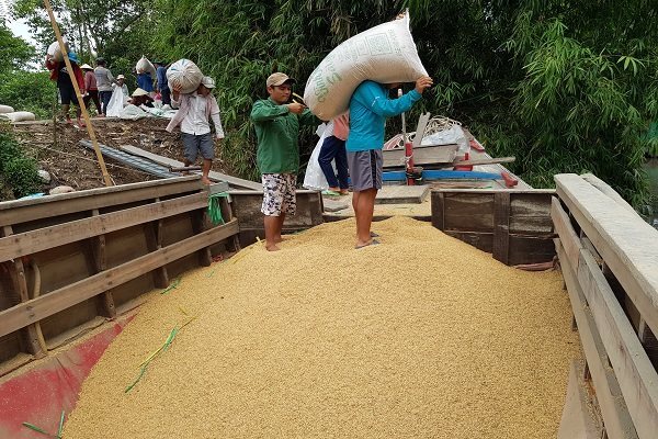 Gần 300.000 tấn gạo được xuất sang Trung Quốc