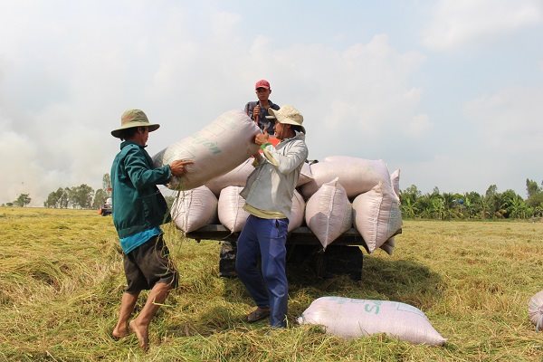 Việt Nam trúng thầu bán 60.000 tấn gạo cho Philippines