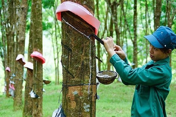 VRG cắt giảm chi phí, tìm thị trường mới để tăng doanh thu