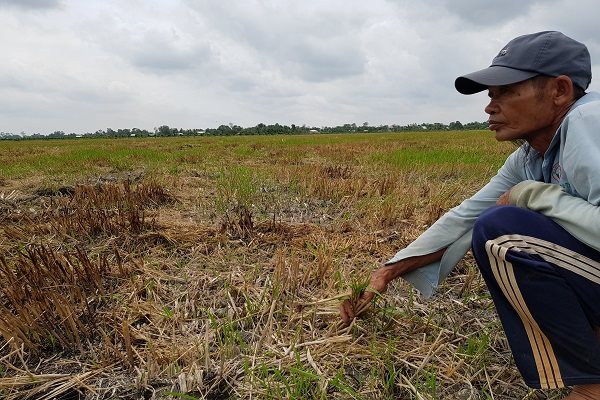 42,5% diện tích 'vựa lúa' cả nước bị xâm nhập mặn