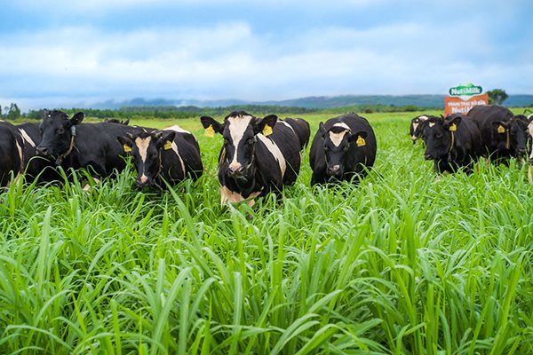 NutiFood mở cửa trang trại bò sữa hơn 1.000 héc-ta ở cao nguyên