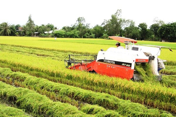 Sau EVFTA, gạo vào EU có giá hơn 1.000 đô la/tấn