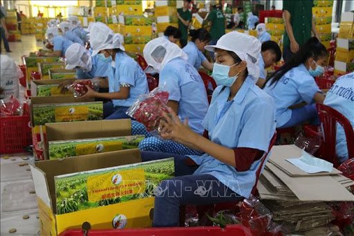 Ngày 2-9, chuyên gia Mỹ sang Việt Nam kiểm dịch trái cây xuất khẩu