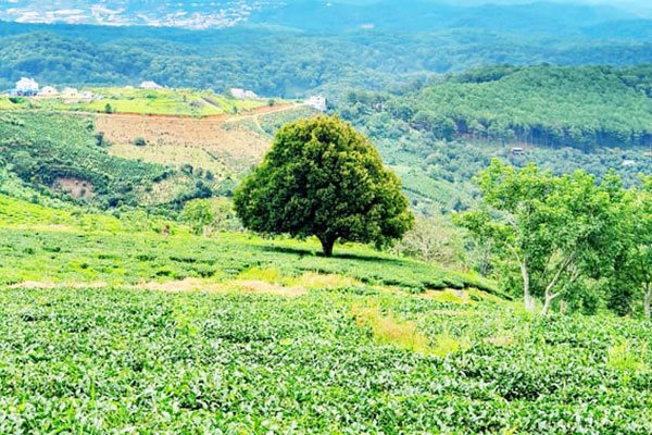 Lâm Đồng yêu cầu tạm dừng các dự án du lịch canh nông