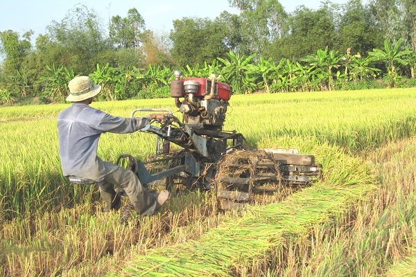 ‘Vua cánh đồng lớn' kỳ vọng bán 1 triệu tấn gạo vào năm 2024