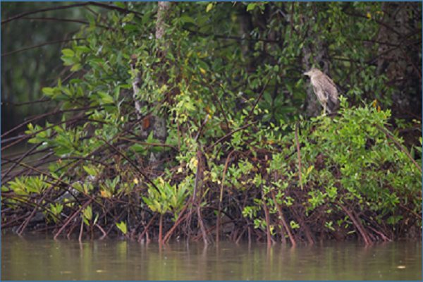 HSBC giúp Vườn Quốc gia Mũi Cà Mau phục hồi rừng ngập mặn