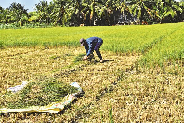 Gỡ khó cho bảo hiểm nông nghiệp