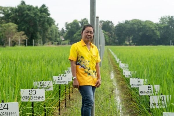 Thái Lan đặt cược vào giống gạo mới để giành lại ngôi vị xuất khẩu số một thế giới