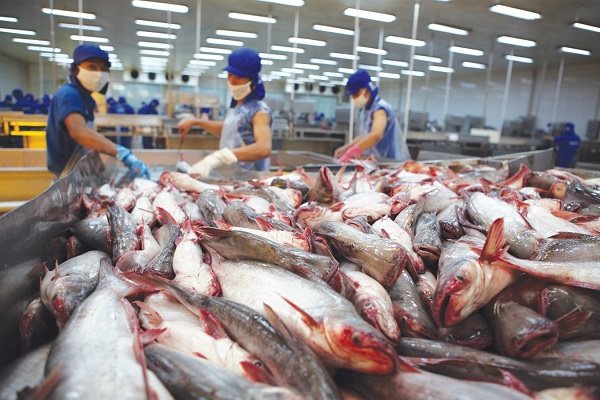 Thaco muốn thoái vốn khỏi ‘vua cá tra’ Hùng Vương, thu về hơn 270 tỉ đồng