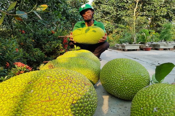 Nông sản Việt sang Trung Quốc qua 13 khâu trung gian, nông dân chịu nhiều rủi ro