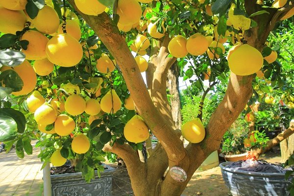 Cận cảnh cây bưởi Diễn 80 triệu đồng chơi tết ở TPHCM Cận cảnh cây bưởi Diễn 80 triệu đồng chơi tết ở TPHCM