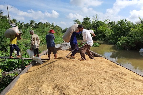 Giá cao hơn Ấn Độ và Pakistan 100 đô la mỗi tấn, gạo Việt có lép vế?