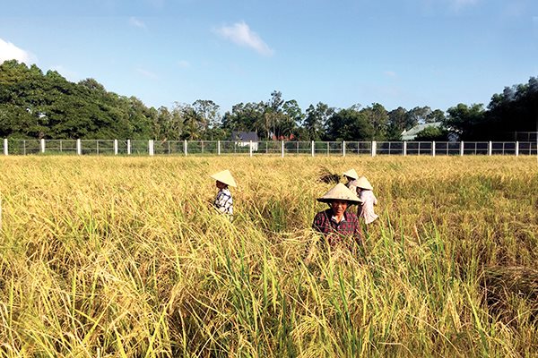 Lúa mùa sinh thái hữu cơ trên đất châu thổ sông Cửu Long đang 'sống lại'!