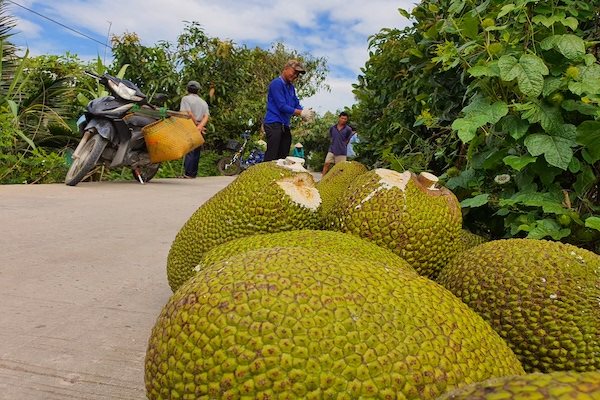 Người Thái tăng ăn trái cây Việt hay chỉ ‘mượn đường’ bán sang Trung Quốc?