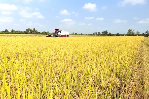 Nửa tháng, lúa gạo ĐBSCL 'mất' 1.000 đồng/kg, điều gì đã xảy ra?