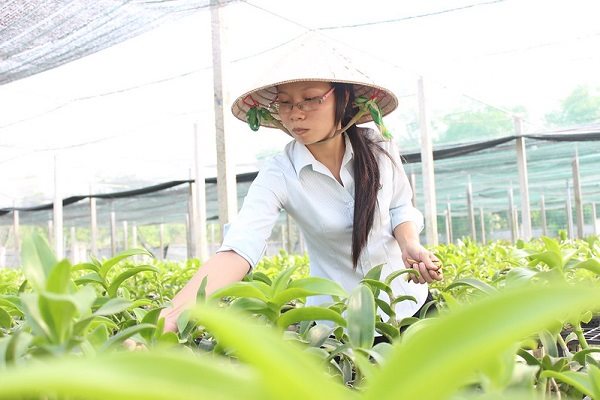 TPHCM: Cung ứng 50-60% nhu cầu giống hoa lan vào năm 2030