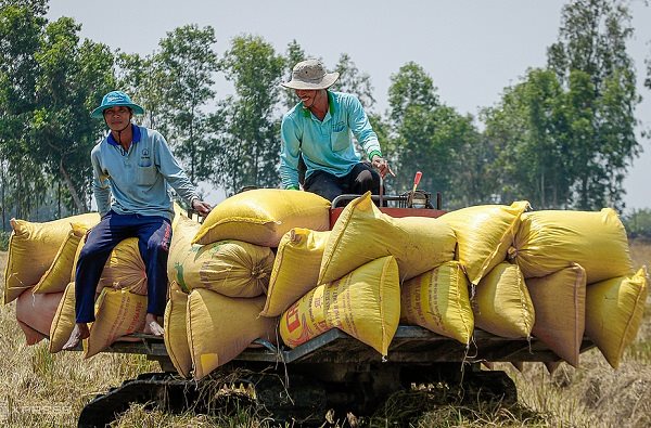 Bangladesh sẽ mua 50.000 tấn gạo từ Việt Nam