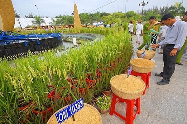 Năm nay, Festival lúa gạo sẽ diễn ra ở tỉnh Vĩnh Long vào tháng 5