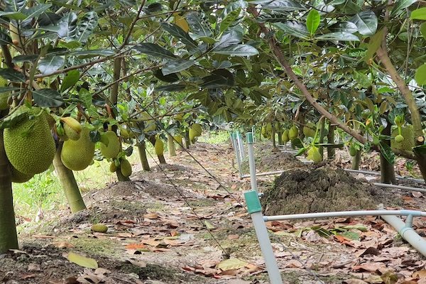 Sau thời gian 'bùng nổ', mít Thái đang đối mặt rủi ro