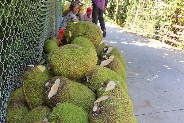 Mít Thái rớt giá còn 500 đồng/kg, nông dân ĐBSCL 'trắng tay'
