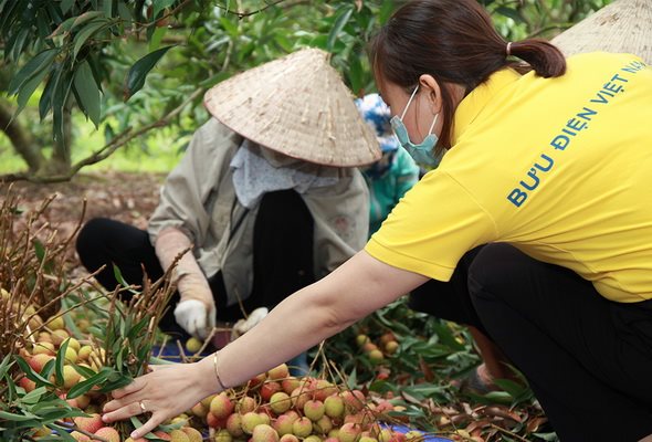 Vietnam Post tăng tốc hỗ trợ Bắc Giang tiêu thụ vải thiều