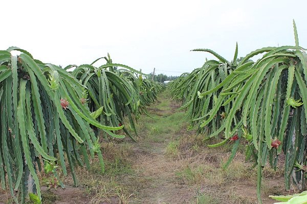 Thanh long Việt Nam có thêm đối thủ cạnh tranh tại thị trường Trung Quốc