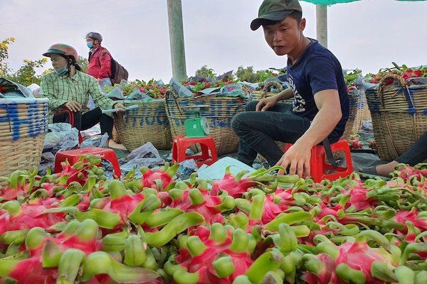 Cùng bán vào Trung Quốc, giá thanh long Việt Nam chưa được một nửa giá Đài Loan