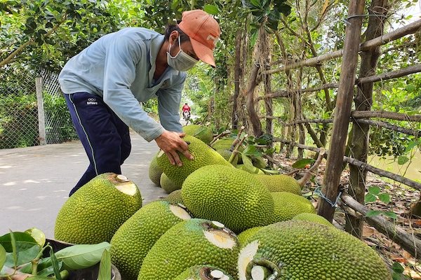 Mít Thái ghi nhận tháng sụt giảm, nhưng vẫn 'thăng hạng' trong xuất khẩu