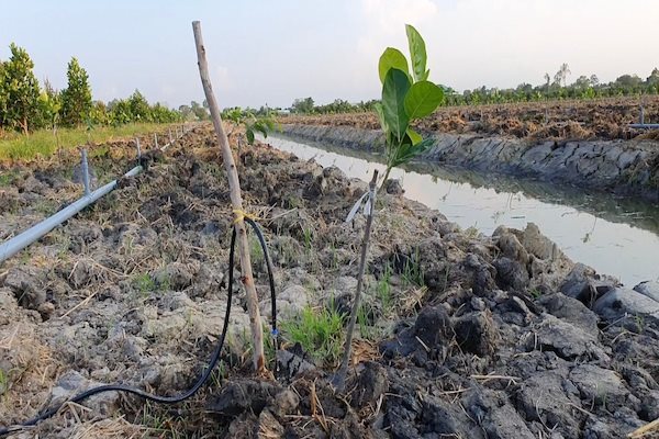 Đề xuất đưa cây và con giống, phân bón, thức ăn thuỷ sản vào danh mục hàng hoá thiết yếu