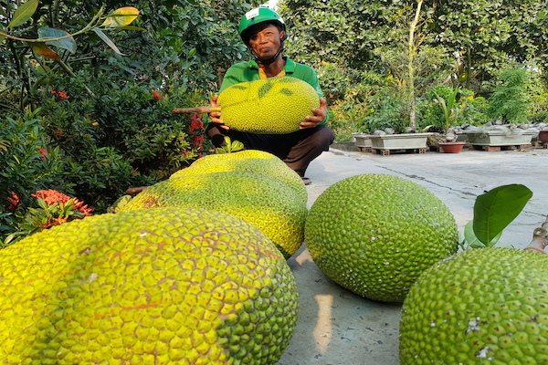 Tổ công tác 970 Bộ Nông nghiệp: thủy sản, trái cây và sản phẩm chăn nuôi đang dư thừa