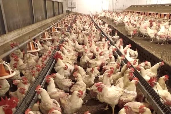 Không có đầu ra, gà lông trắng tại Tây Ninh giảm còn 7.000 đồng/kg