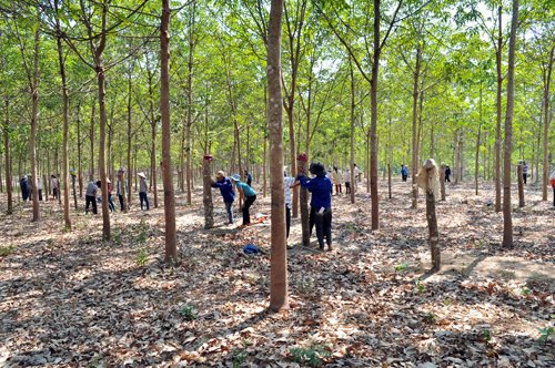 Doanh nghiệp cao su 'thắng lớn'