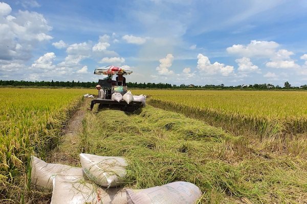 Tiêu thụ lúa gạo ĐBSCL, cần tạo thuận lợi cho hoạt động thu mua