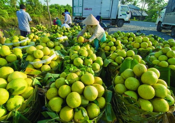 Hàng ngàn tấn nông sản đến vụ thu hoạch cần kết nối tiêu thụ