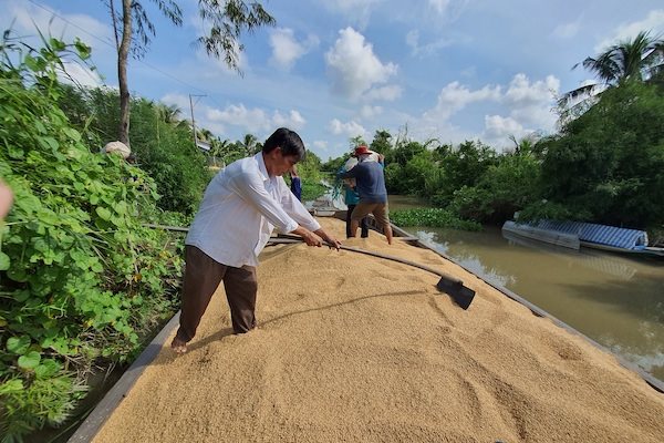 VFA đề nghị các địa phương ĐBSCL hỗ trợ doanh nghiệp tiêu thụ lúa cho nông dân