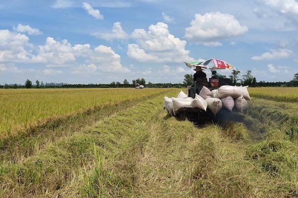 Nông dân 'khó chồng khó' vì giá lúa thấp, giá phân bón tăng mạnh
