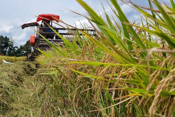 Giá lúa giảm, giá phân bón tăng, nông dân thiệt hại nặng