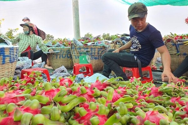 Cửa khẩu Tân Thanh (Lạng Sơn) bị đóng, thanh long quay đầu giảm giá mạnh