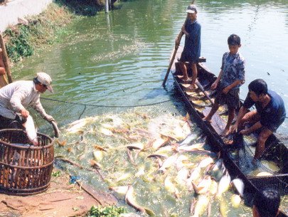 Kiến nghị tháo gỡ khó khăn cho nông dân