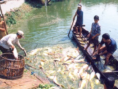 Cá tra vào Brazil gặp khó do thủ tục nhập khẩu