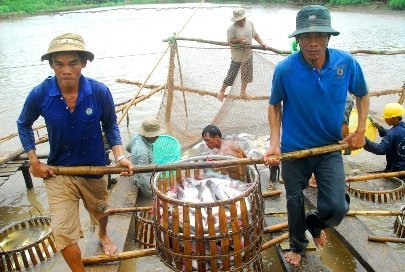 An Giang: đẩy mạnh đầu tư vùng nguyên liệu cá tra